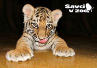 propagace dvur_kralove 805