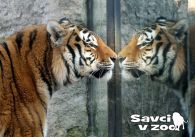 propagace dvur_kralove 807