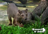 propagace dvur_kralove 833