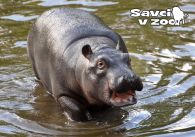 propagace dvur_kralove 879