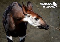 propagace dvur_kralove 895