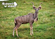 propagace dvur_kralove 919