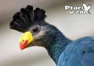 propagace dvur_kralove 1054