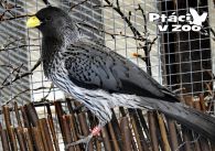 propagace dvur_kralove 1055