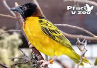 propagace dvur_kralove 1073