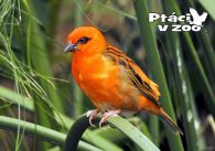 propagace dvur_kralove 1075