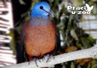 propagace dvur_kralove 1084
