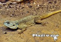 propagace dvur_kralove 1193