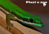 propagace dvur_kralove 1175