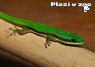propagace dvur_kralove 1176