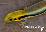 propagace dvur_kralove 1177