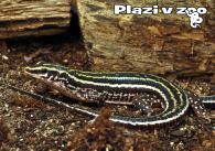 propagace dvur_kralove 1184