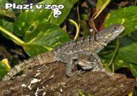 propagace dvur_kralove 1189