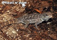 propagace dvur_kralove 1190