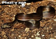 propagace dvur_kralove 1142