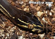 propagace dvur_kralove 1143