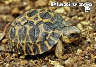 propagace dvur_kralove 1244