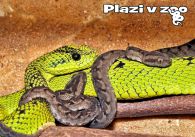 propagace dvur_kralove 1149