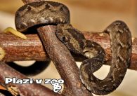 propagace dvur_kralove 1158