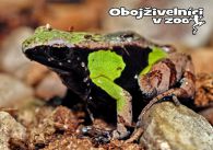 propagace dvur_kralove 1268