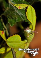 propagace dvur_kralove 1747