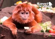 propagace dvur_kralove 850