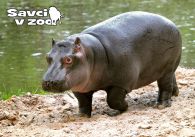 propagace dvur_kralove 880