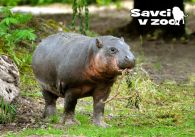 propagace dvur_kralove 888