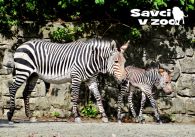 propagace dvur_kralove 896