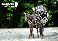 propagace dvur_kralove 897