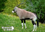 propagace dvur_kralove 934