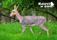 propagace dvur_kralove 930