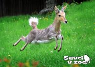 propagace dvur_kralove 931