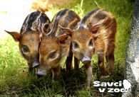 propagace dvur_kralove 967
