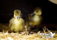 propagace dvur_kralove 1094