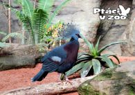 propagace dvur_kralove 1080