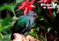 propagace dvur_kralove 1081