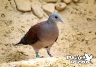propagace dvur_kralove 1085