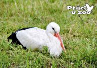 propagace dvur_kralove 1014