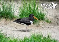propagace dvur_kralove 1034
