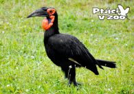 propagace dvur_kralove 1057