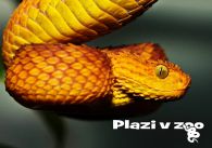 propagace dvur_kralove 1151