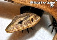 propagace dvur_kralove 1217