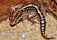 propagace dvur_kralove 1182