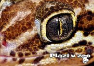 propagace dvur_kralove 1183