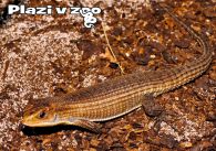 propagace dvur_kralove 1191