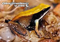 propagace dvur_kralove 1271