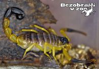 propagace dvur_kralove 1356