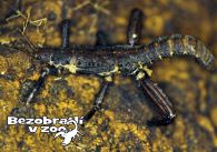 propagace dvur_kralove 1344