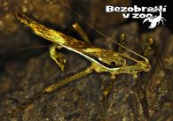 propagace dvur_kralove 1345